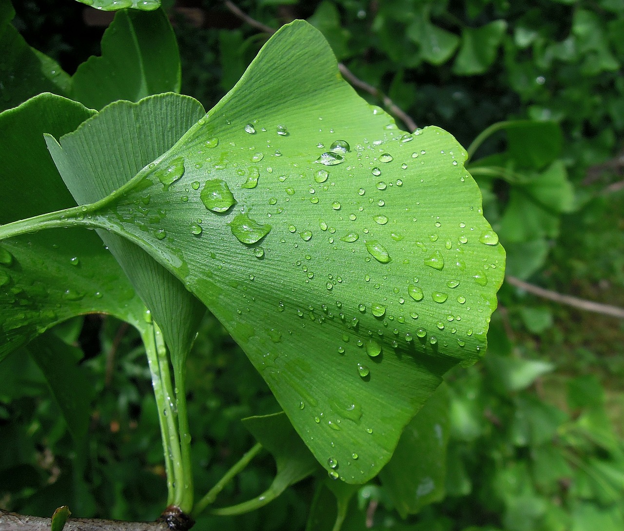 Image - foliage ginkgo leaf ginkgo biloba