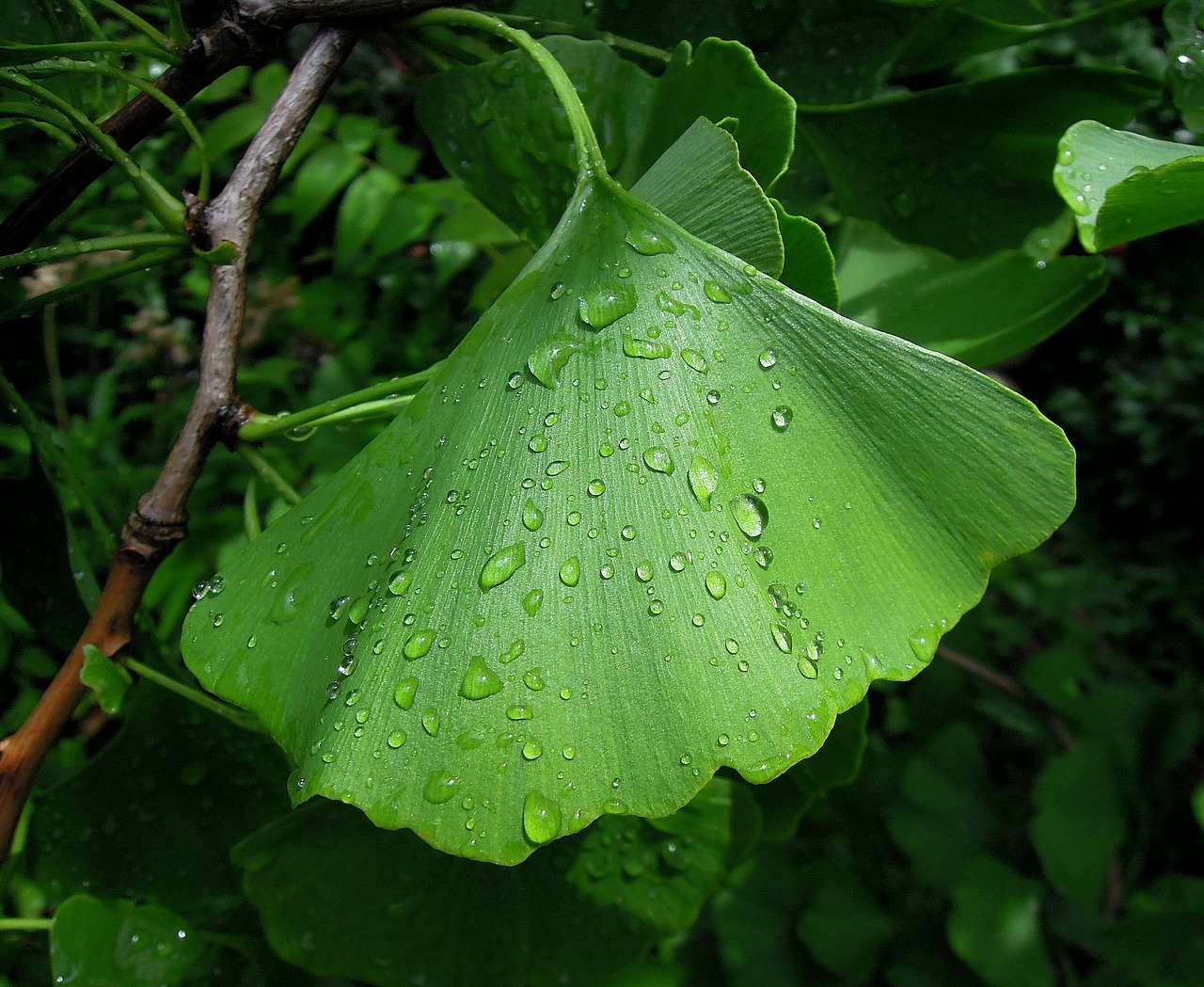 Image - foliage ginkgo leaf ginkgo biloba