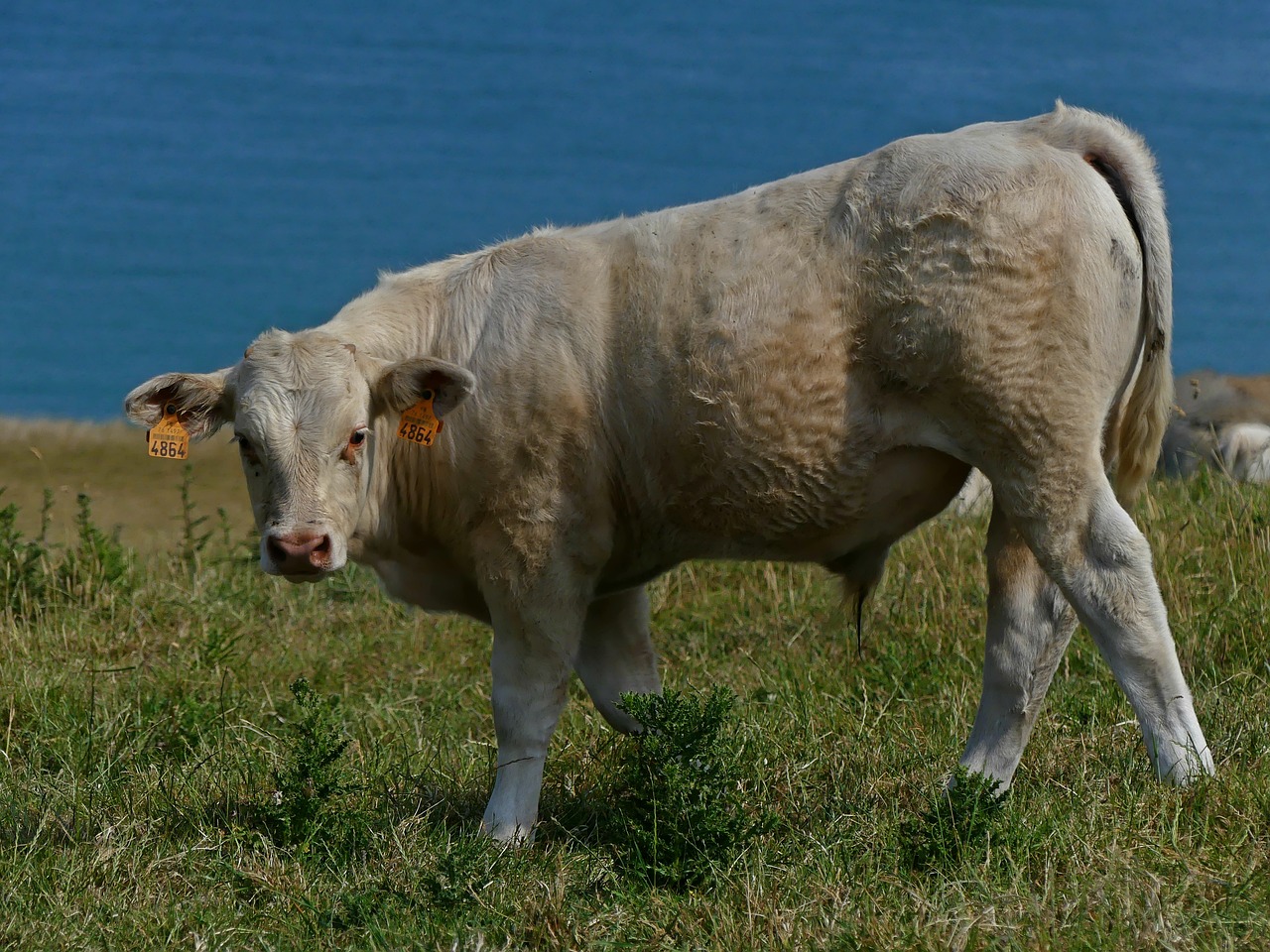 Image - boy beef animal livestock