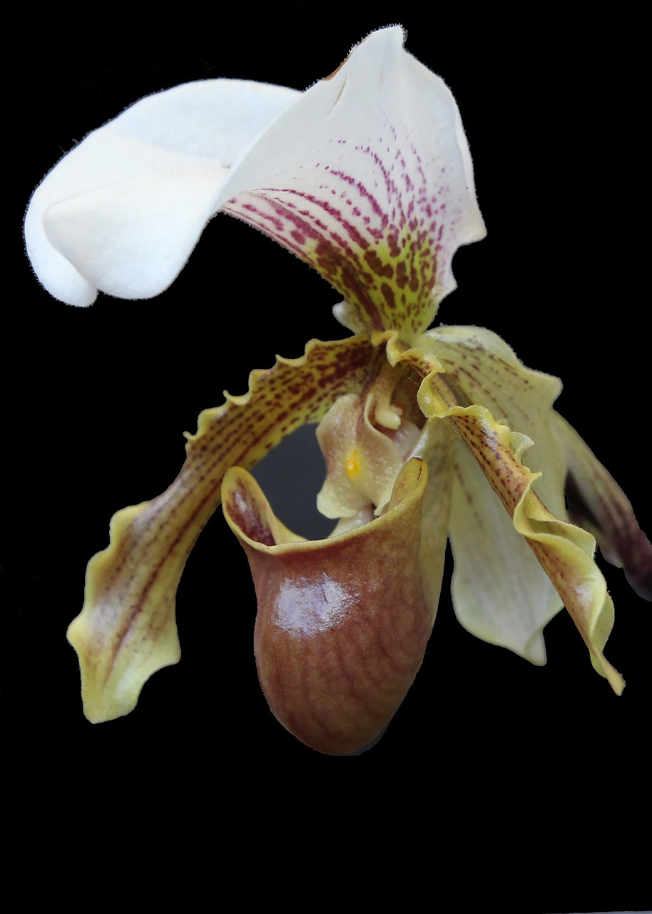 Image - orquidea flowers slipper