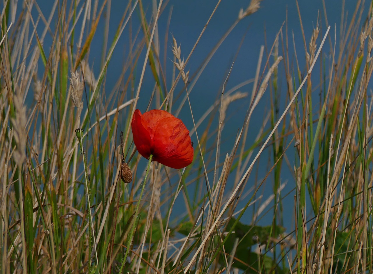 Image - poppy poppy flower klatschmohn red