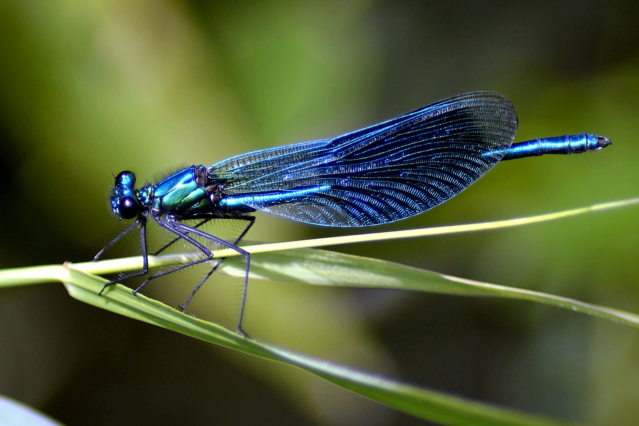 Image - dragonfly blue blue dragonfly