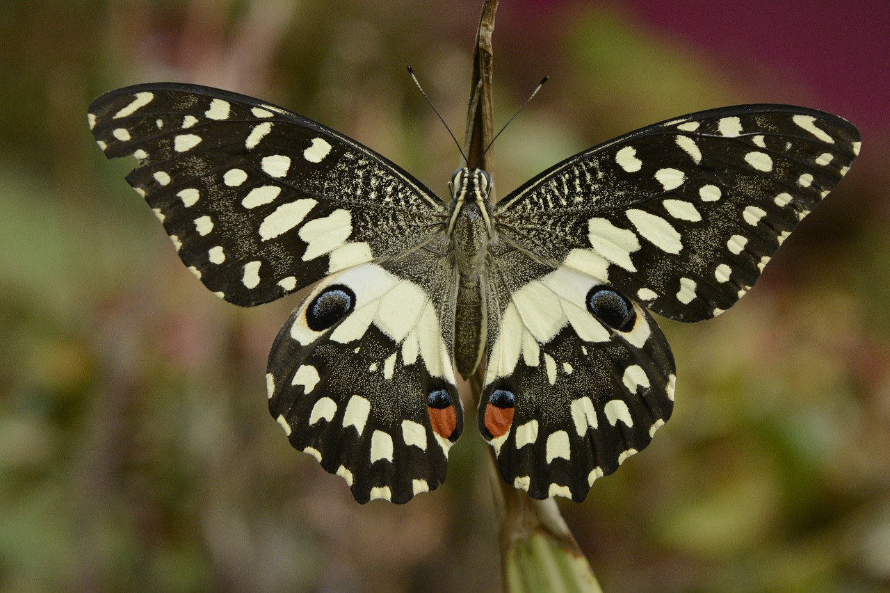 Image - butterfly drying wings colorful