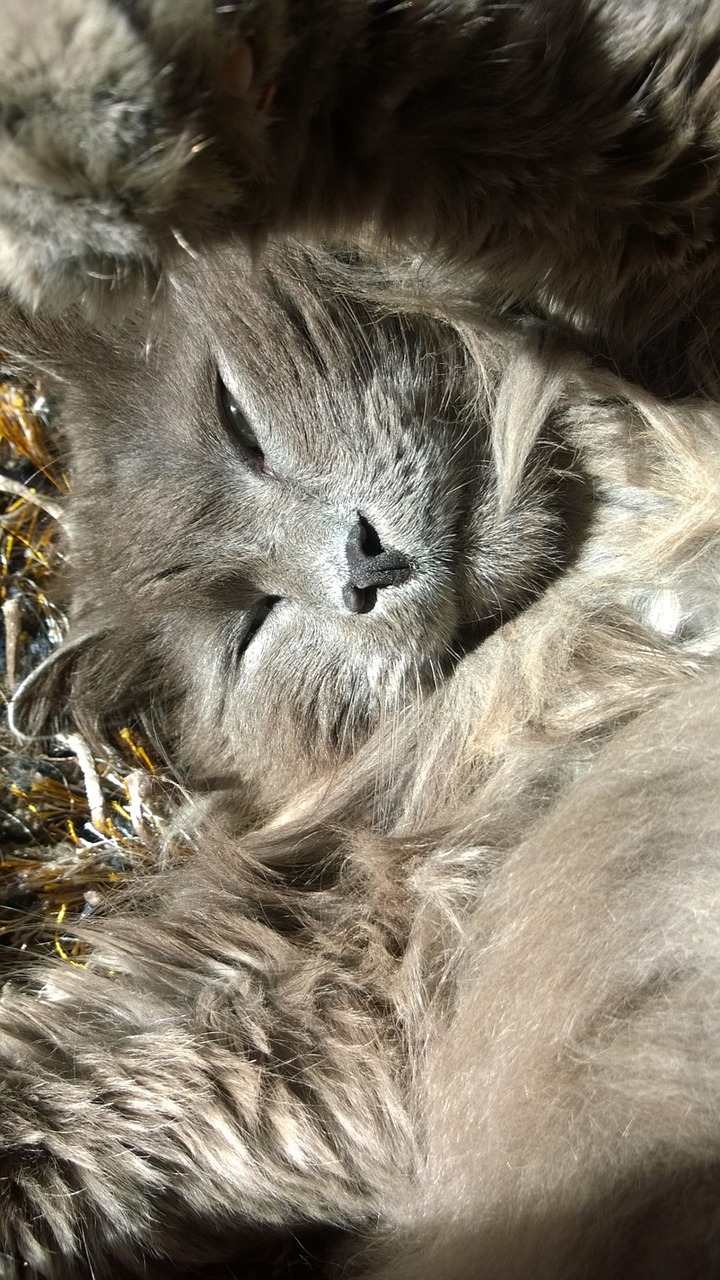 Image - cat rest recovery