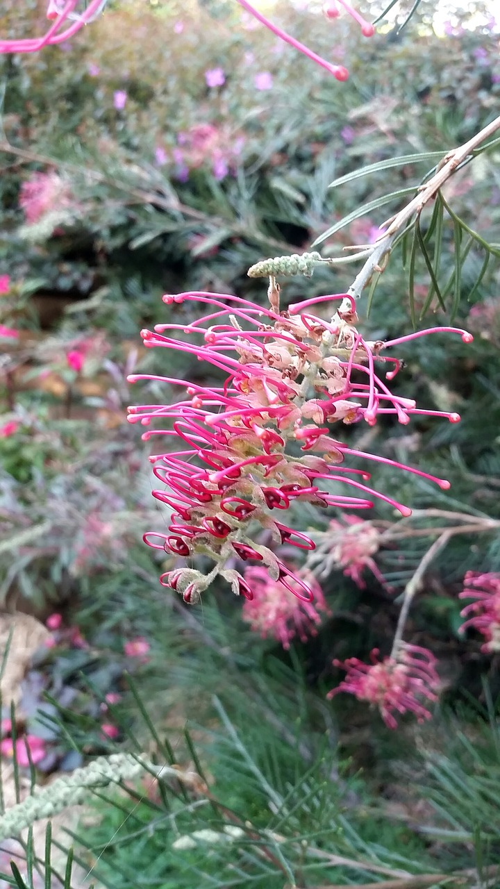 Image - garden australia greenery flower