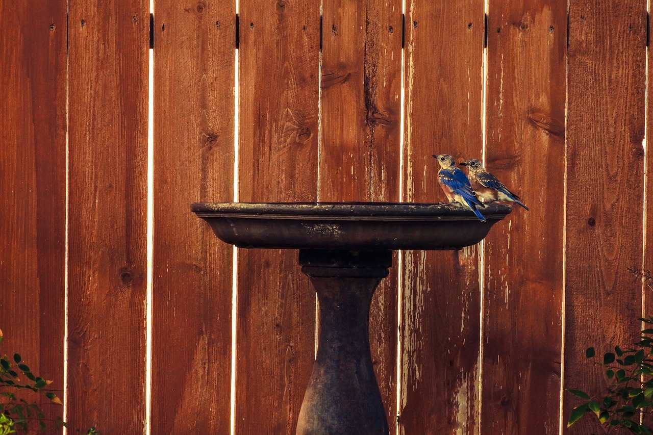 Image - eastern bluebirds juvenile birdbath