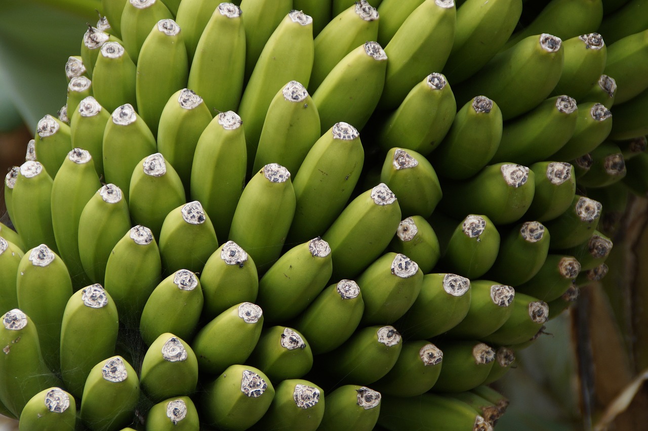 Image - bananas banana shrub close shrub