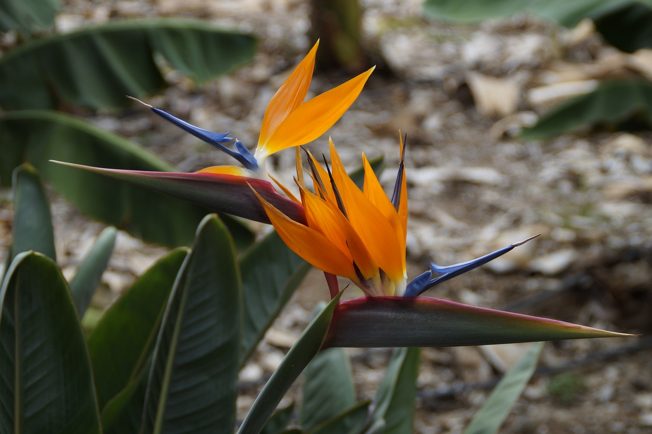 Image - strelizie parrot flower