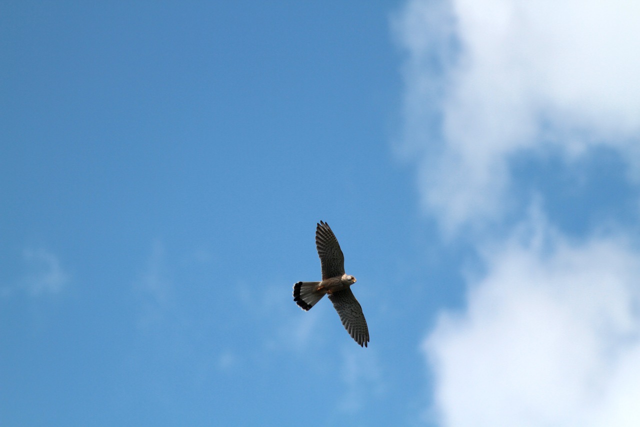 Image - hawk raptor bird of prey birds fly