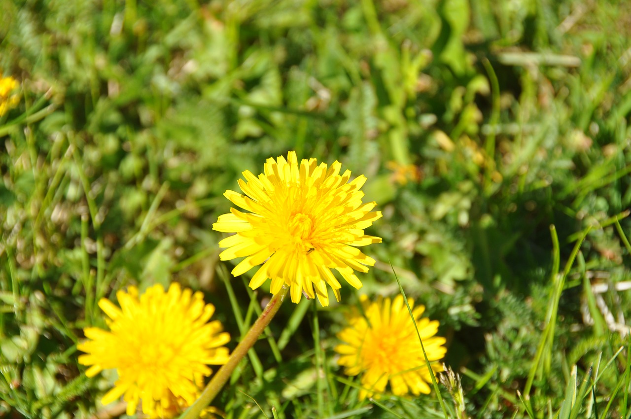 Image - flower nature finland summer