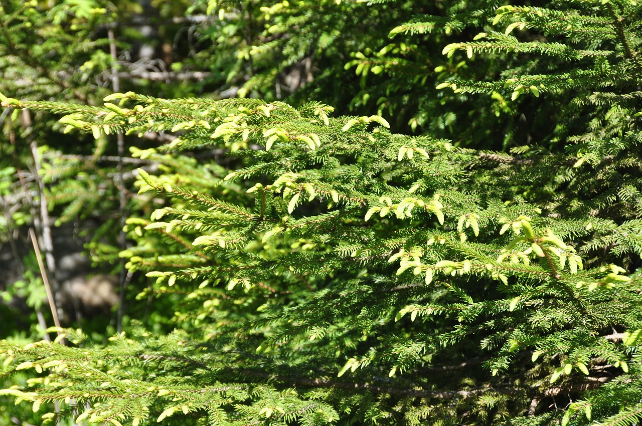 Image - spruce bud nature forrest finland