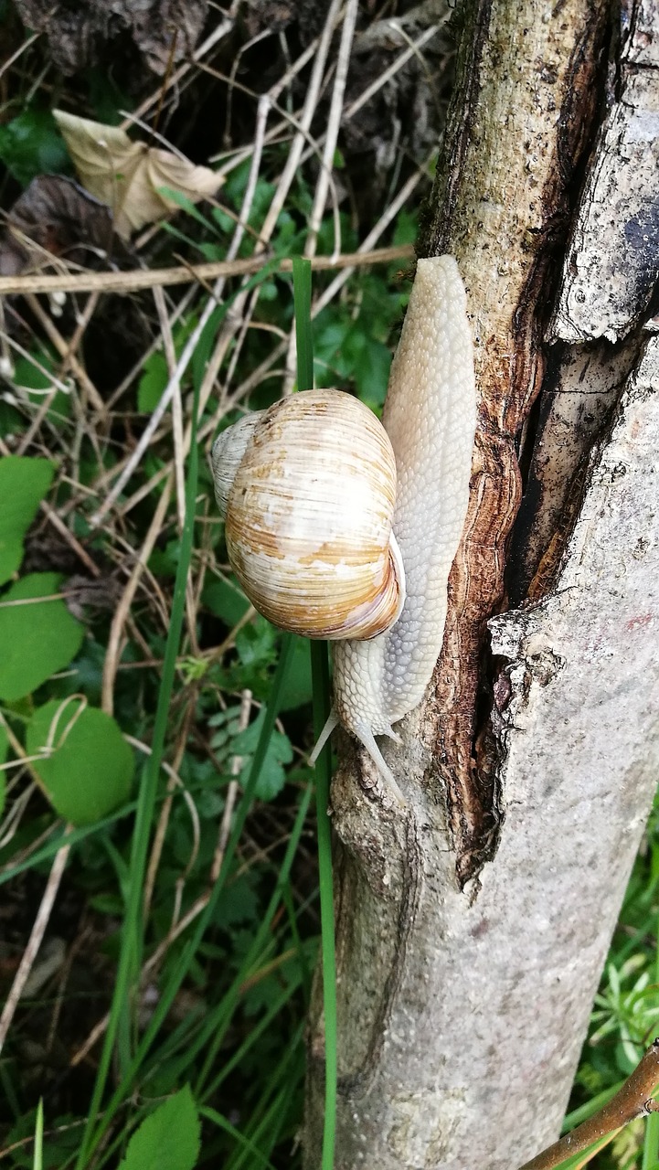 Image - snail nature shell mollusk slowly