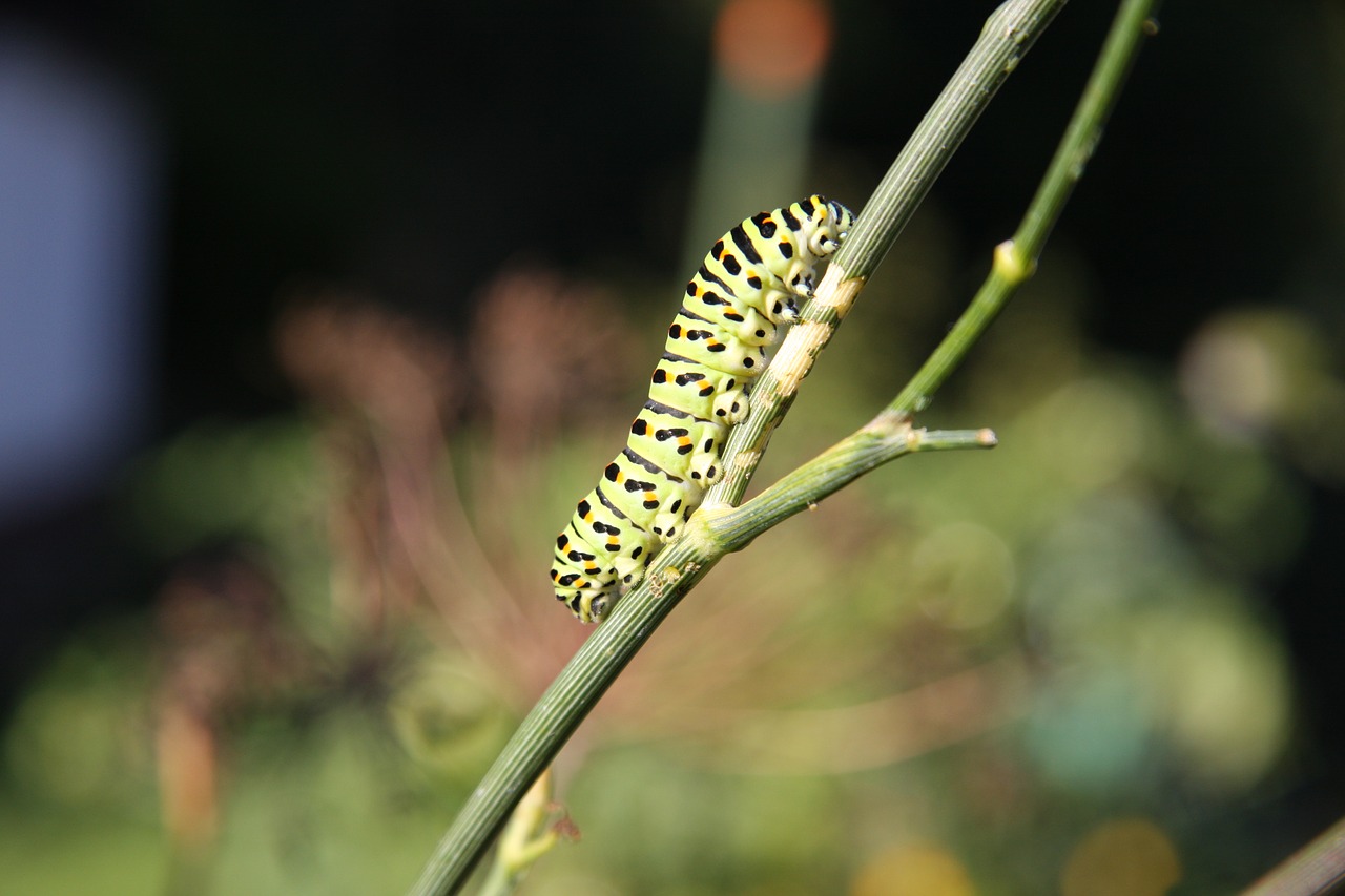 Image - caterpillar butterfly dovetail