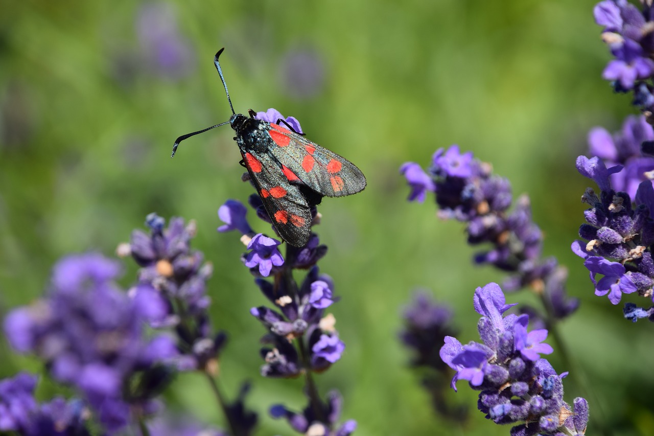 Image - bastardsvärmare butterfly lavender