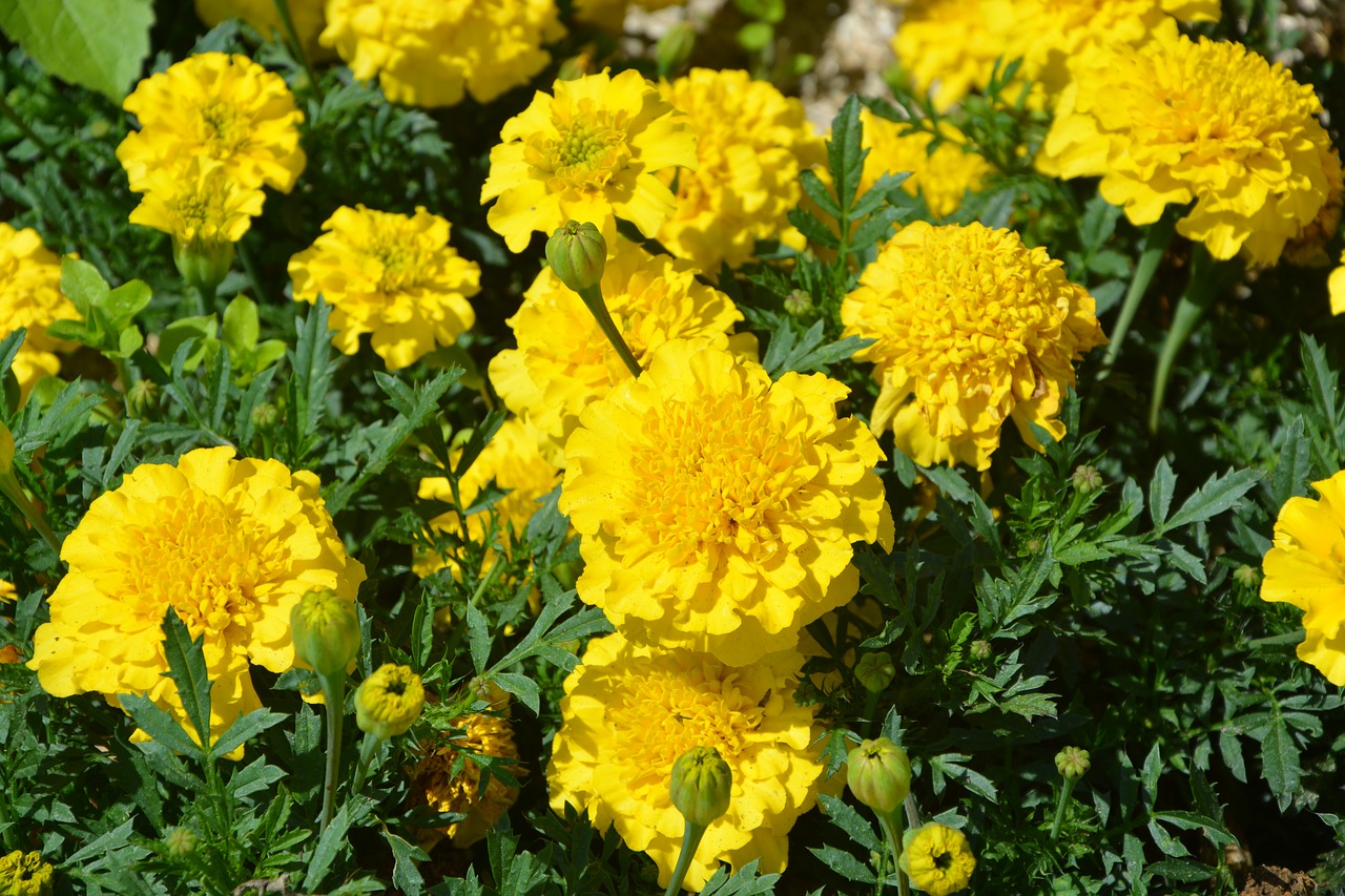 Image - carnations of india yellow flowers