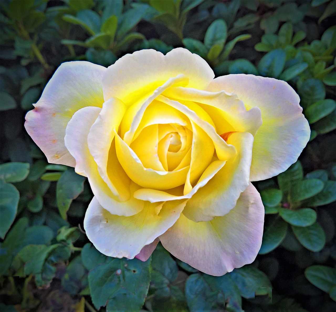 Image - rose rose bloom floribunda