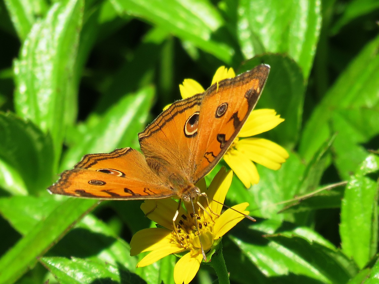 Image - butterfly beautiful love nature