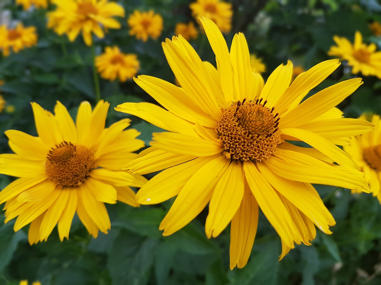 Image - flowers summer july yellow