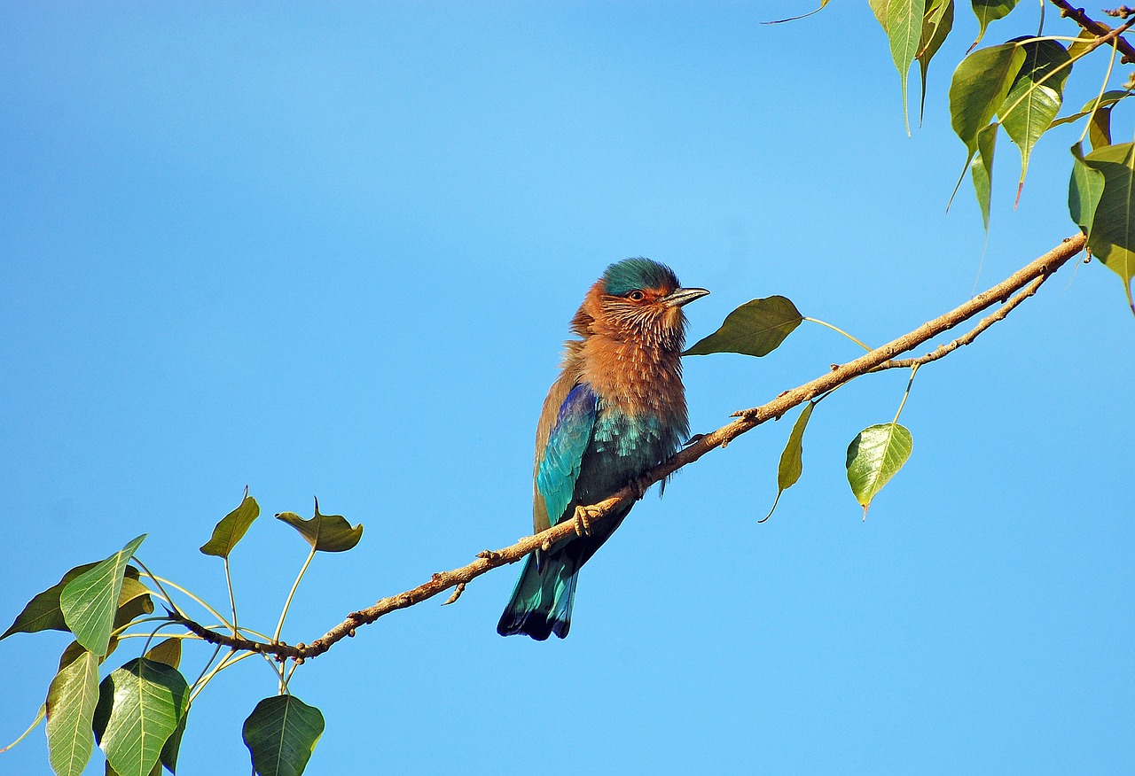 Image - bird color nature animal green