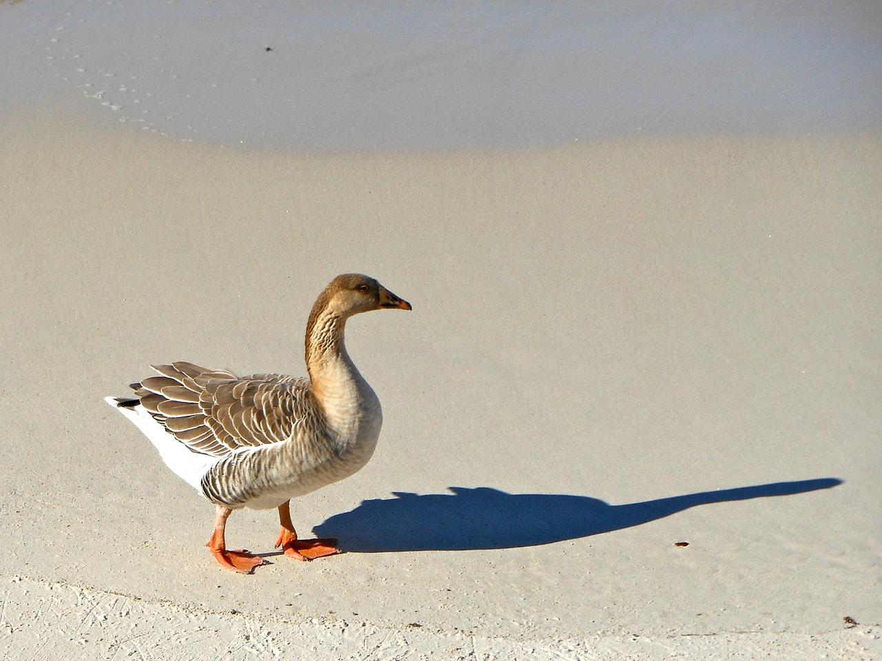 Image - duck bird sea