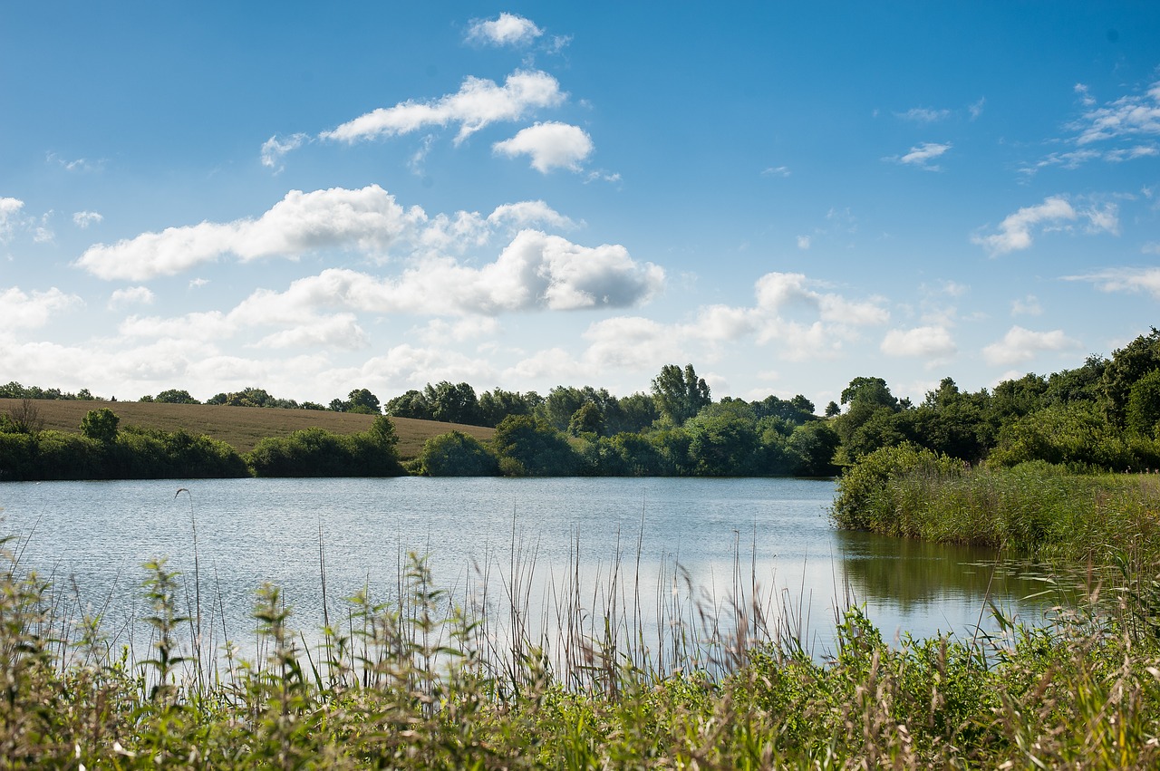 Image - sky clouds lake blue trees reed