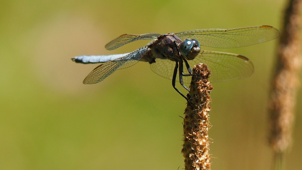 Image - nature insect dragonfly macro