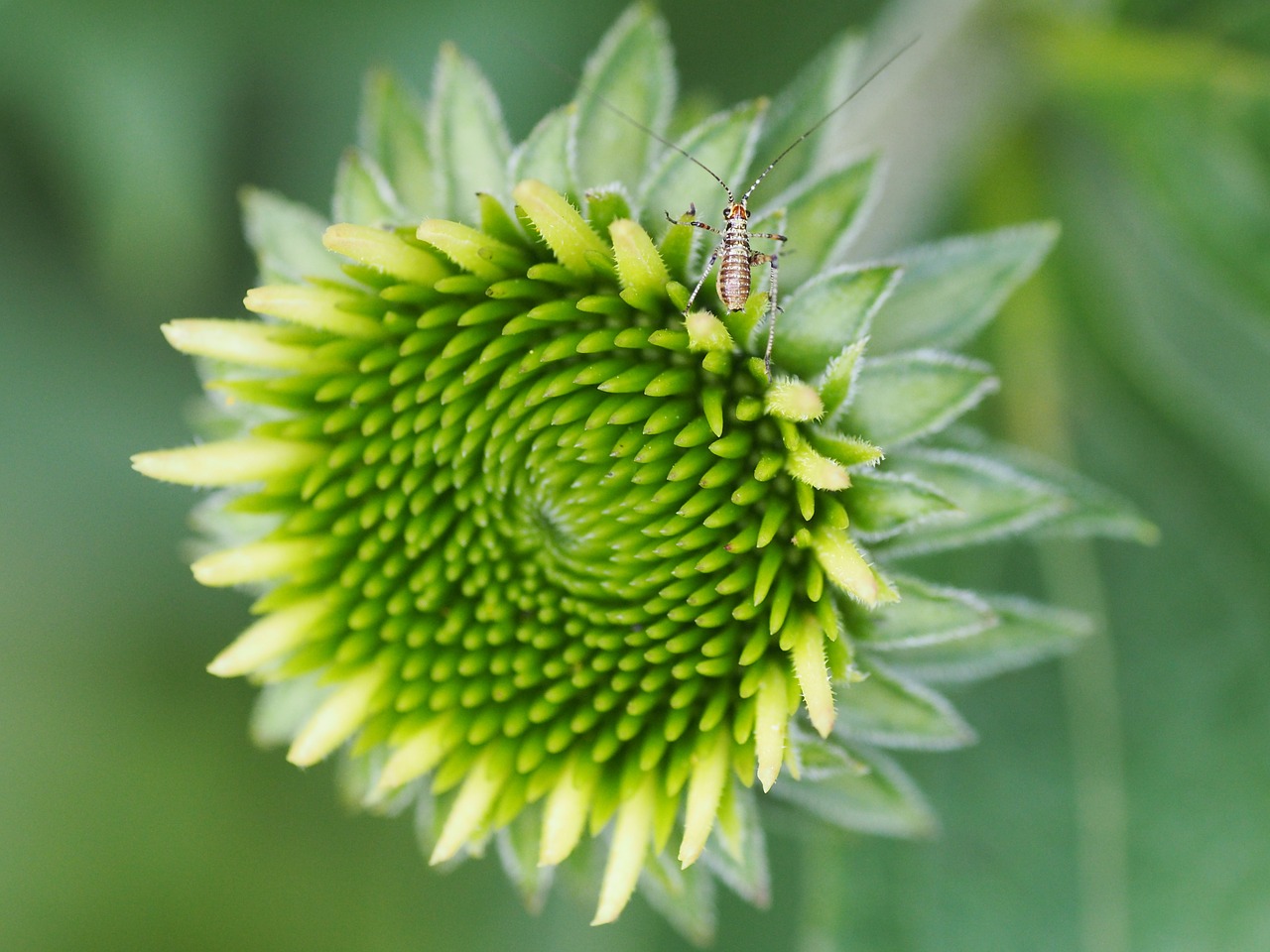 Image - flower garden green grasshopper