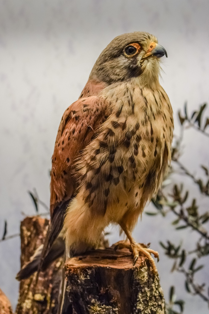 Image - hawk animal bird nature fauna