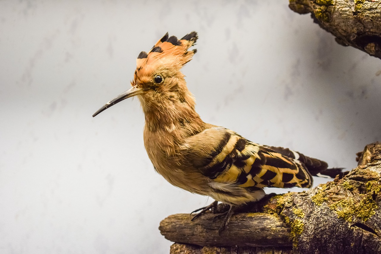 Image - hoopoe upupa epops animal bird