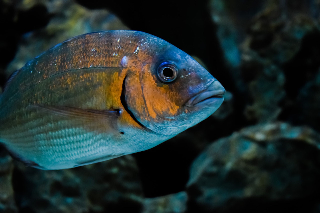 Image - gilt head bream fish animal