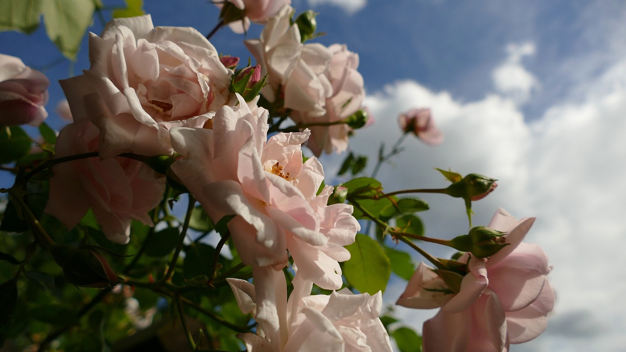Image - roses pink roses rose bloom
