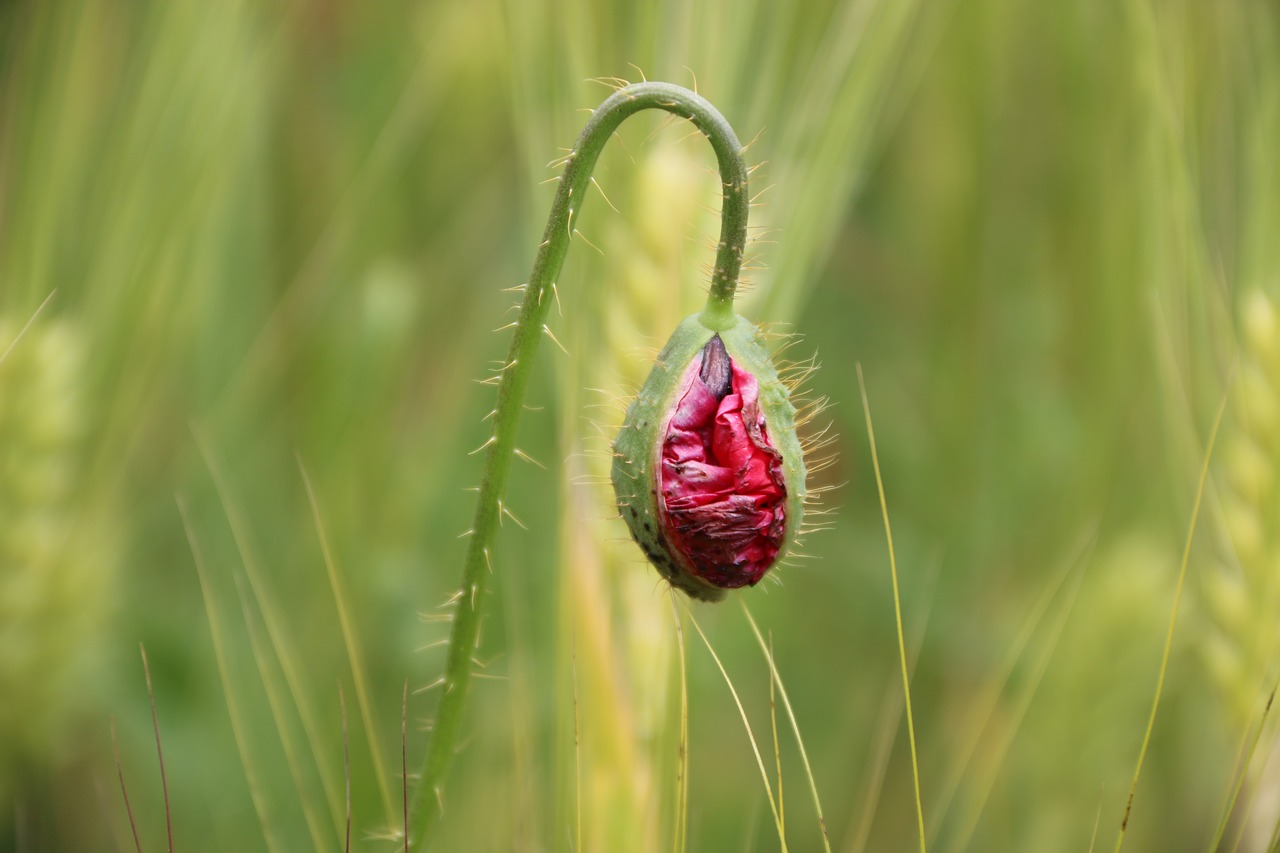 Image - papaver rhoeas flower plant nature