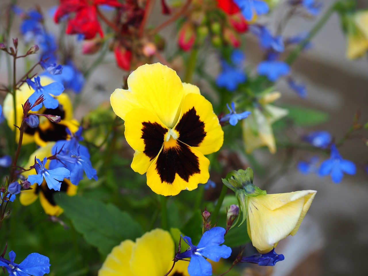 Image - pansy flower garden nature blooms