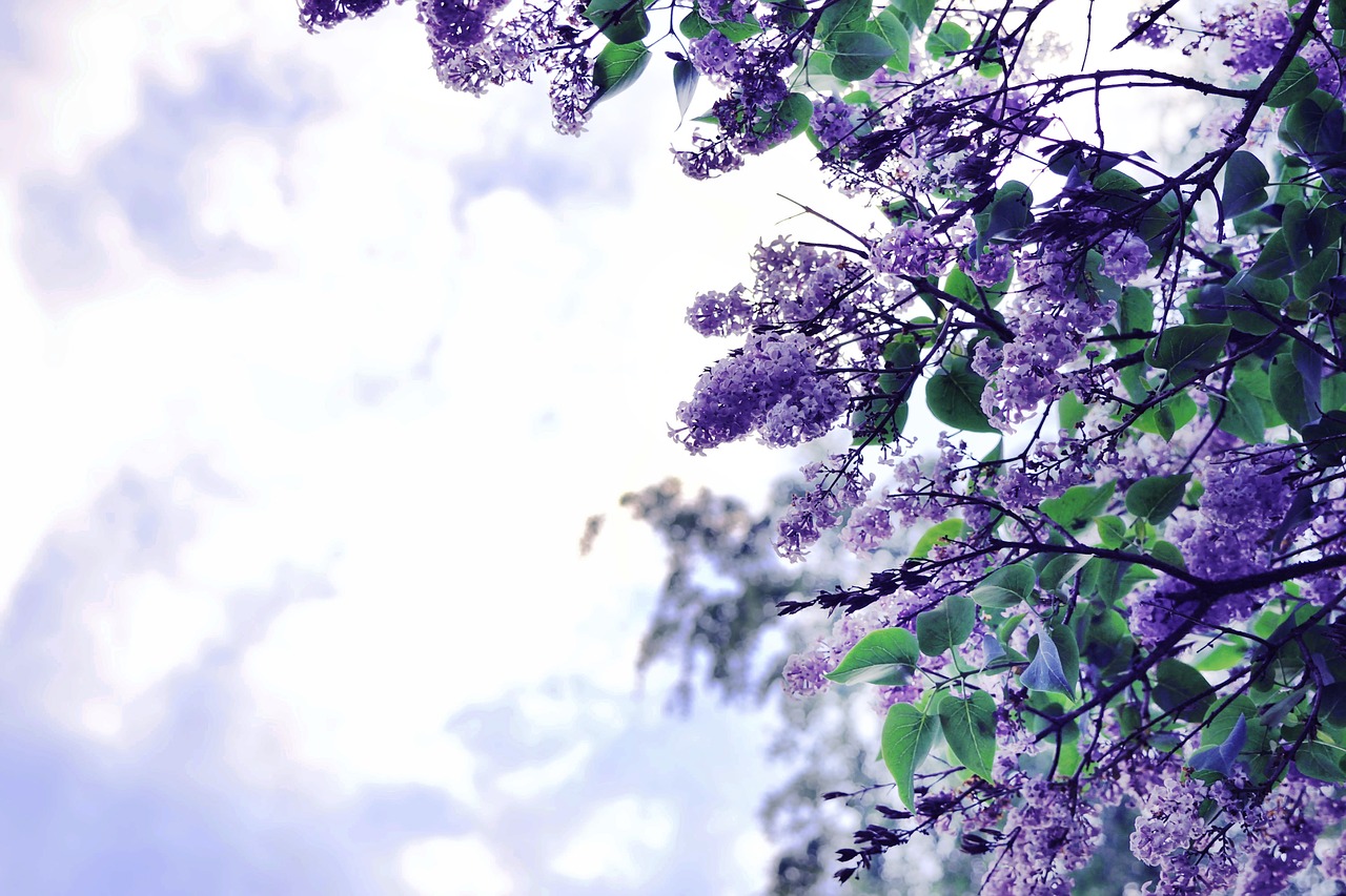 Image - lilac background nature flower
