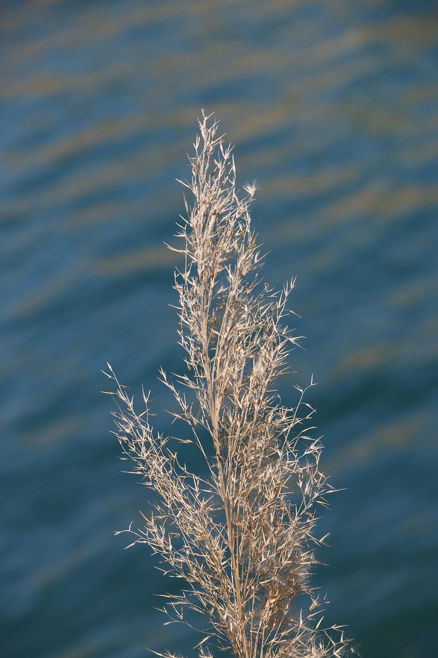 Image - flower plant nature green marine