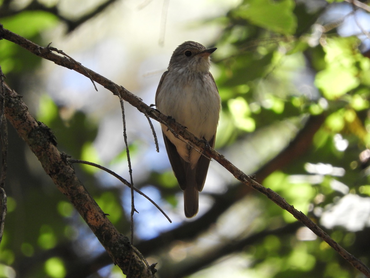 Image - bird branch forest songbird birds