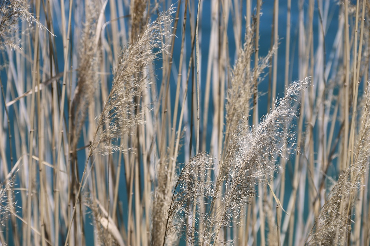 Image - flower plant nature green marine