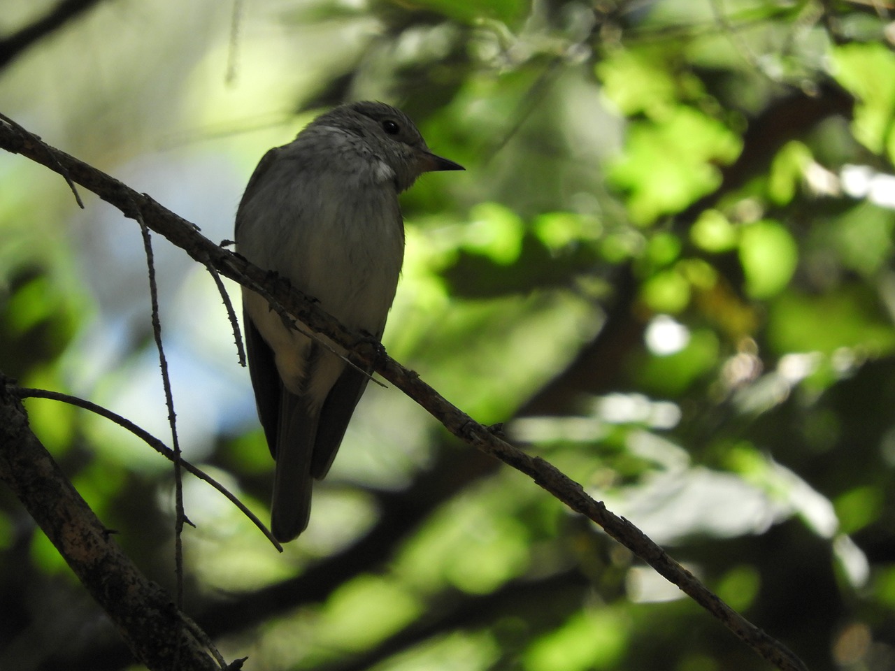 Image - bird branch songbird birds forest