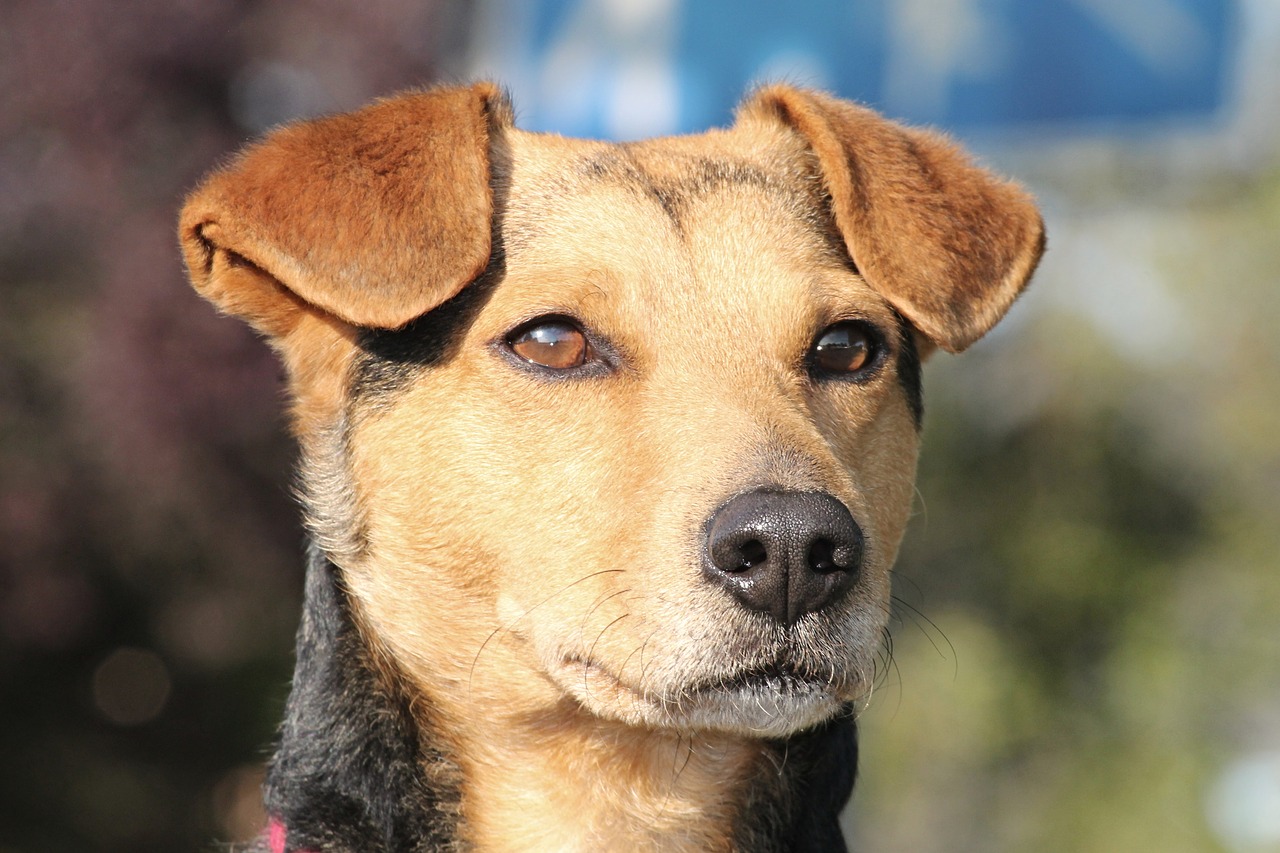 Image - dog hybrid male portrait attention