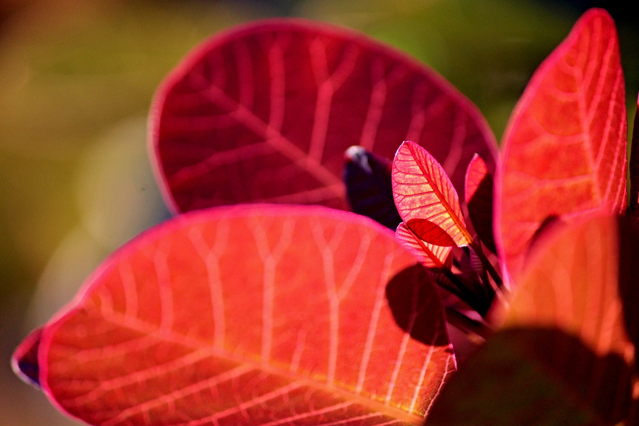 Image - ornamental shrub leaves red bush