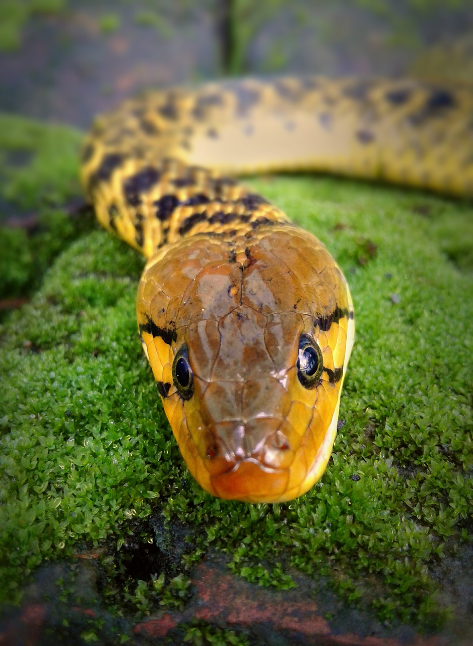 Image - wildlife snake grass