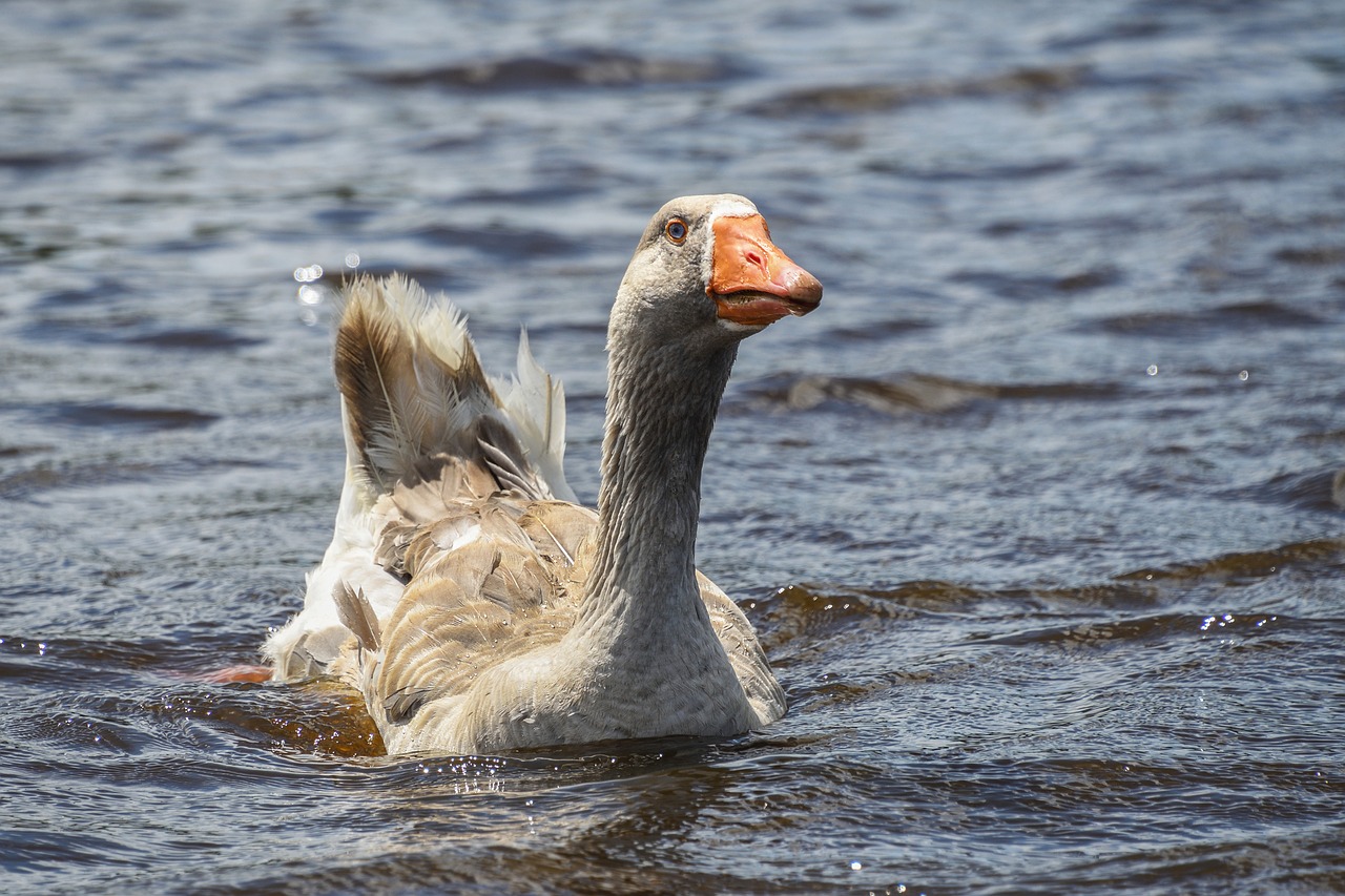 Image - goose swim water marsh bird