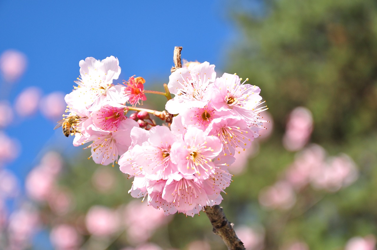 Image - cherry florida spring