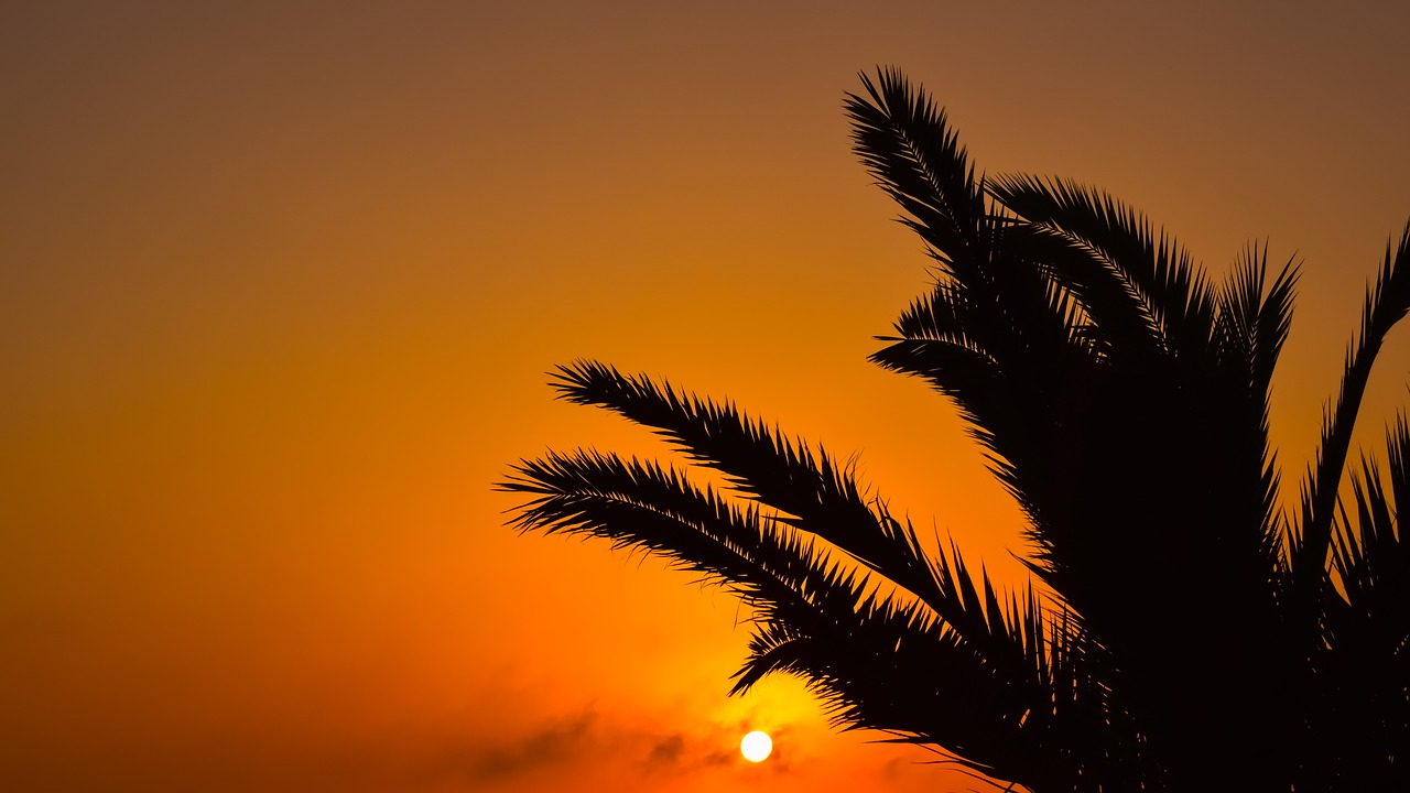 Image - sunset sun palm tree nature summer