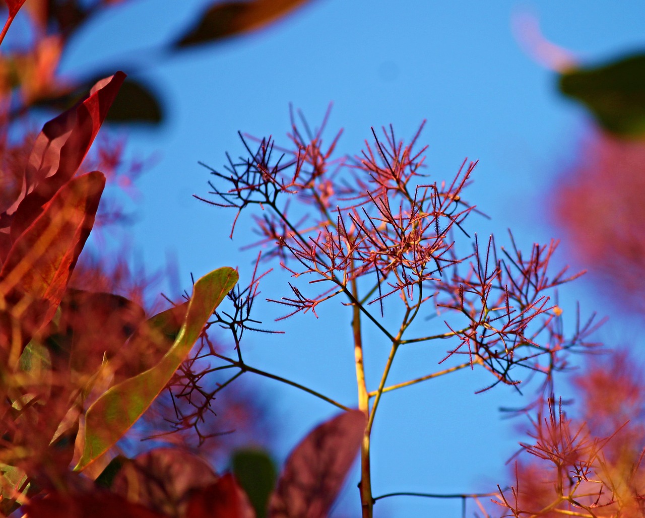 Image - wig brush red ornamental shrub