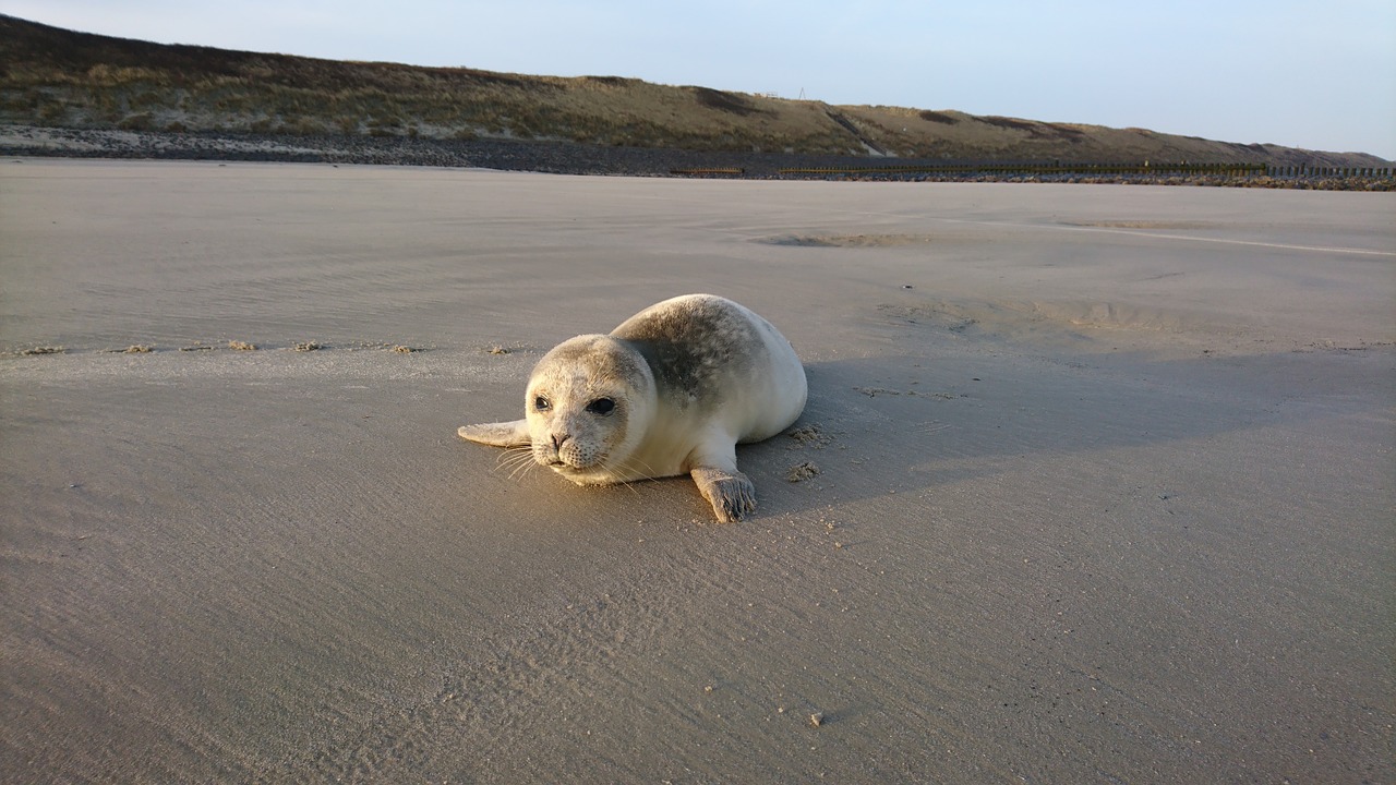 Image - wangerooge robbe strand