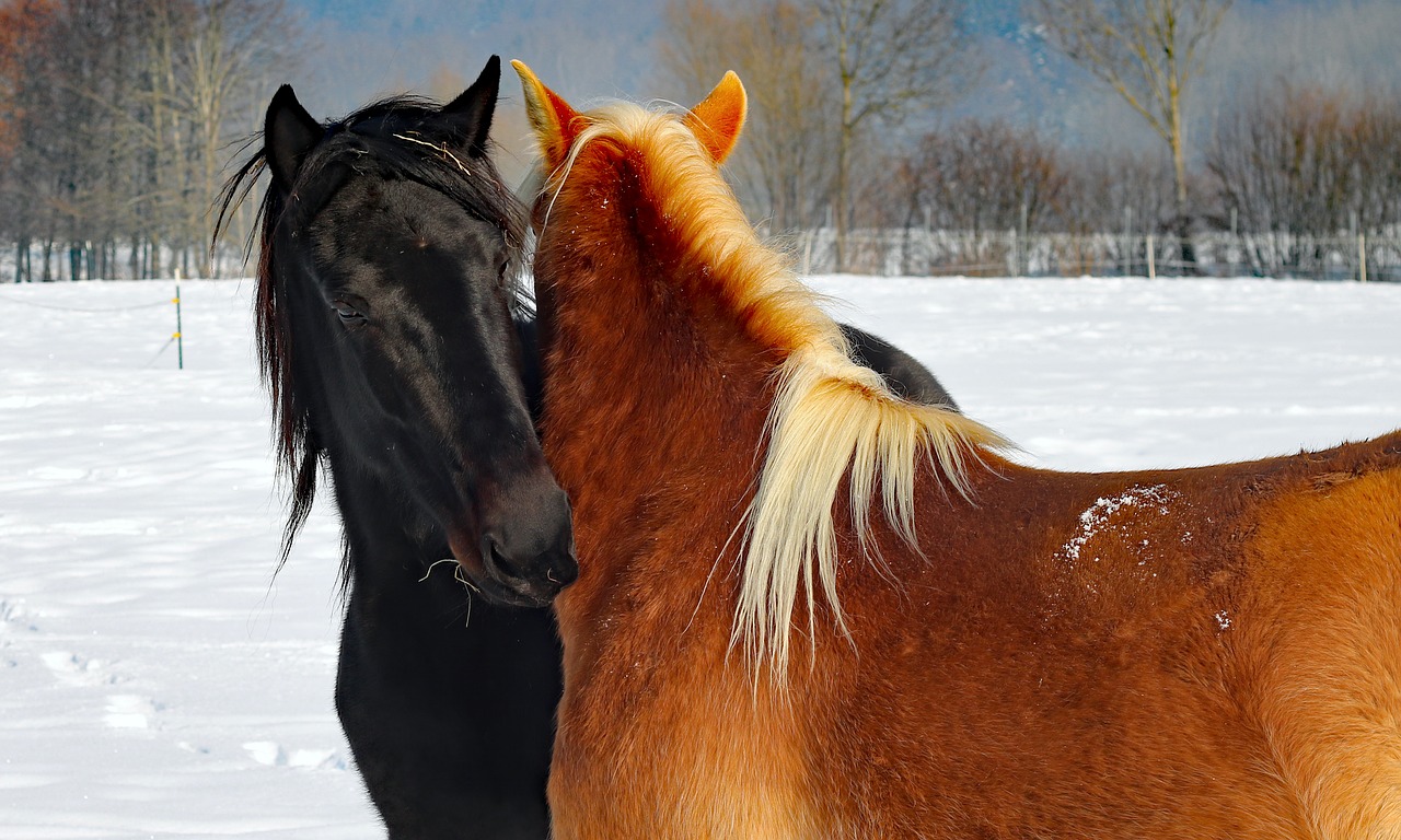 Image - horses love horse head mold