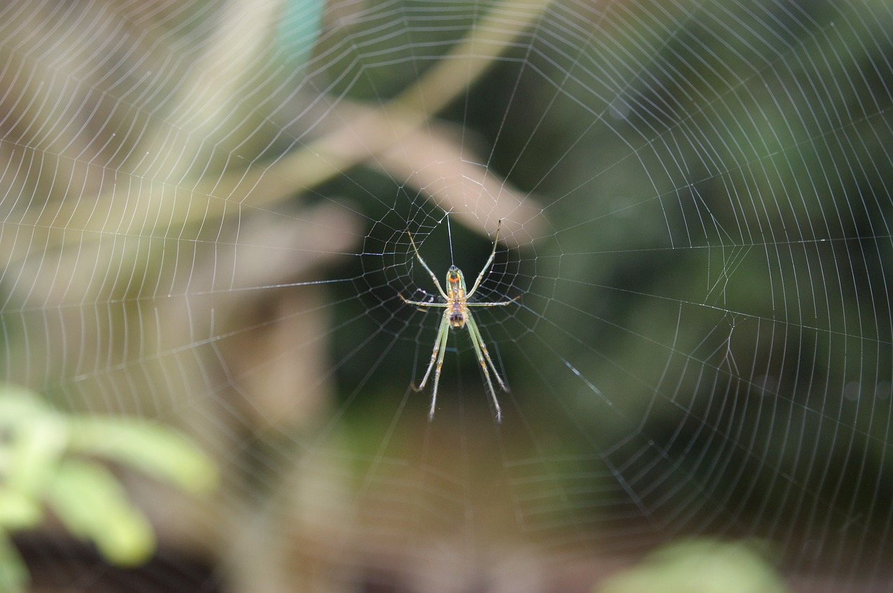 Image - insects area kettle quindio