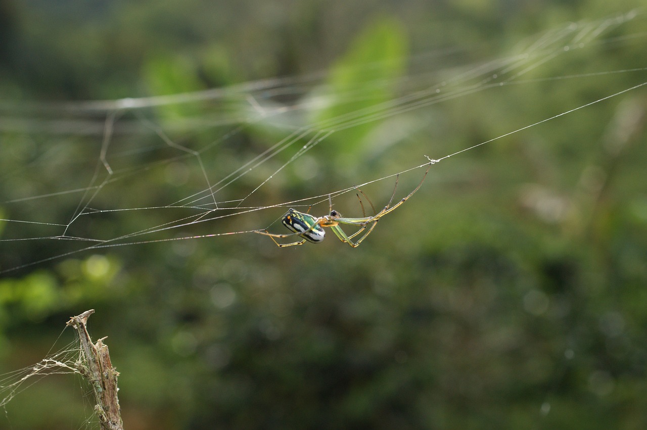 Image - insects area kettle quindio