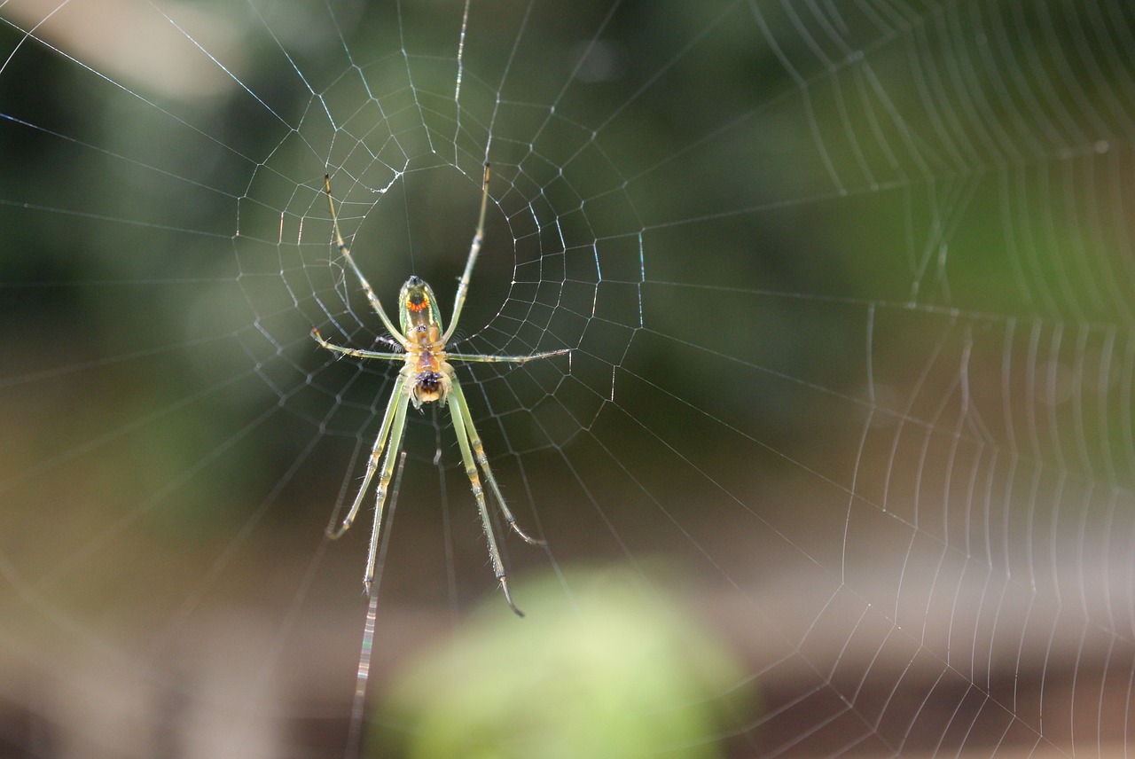 Image - insects area kettle quindio